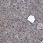Immunohistochemical staining of human pancreas shows low expression as expected.