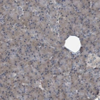 Immunohistochemical staining of human pancreas shows low expression as expected.