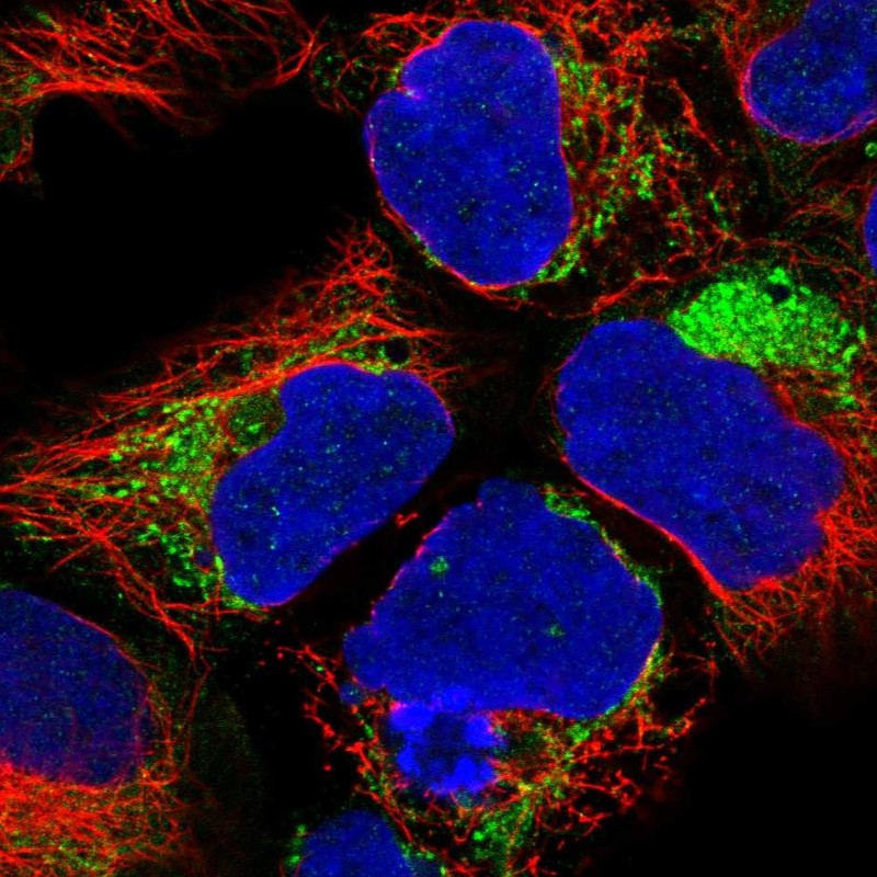 Anti-NDUFA1 Antibody