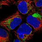 Anti-NDUFA1 Antibody