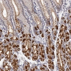 Immunohistochemical staining of human stomach shows strong membranous positivity in glandular cells.