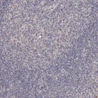 Immunohistochemical staining of human tonsil shows no positivity in lymphoid cells as expected.