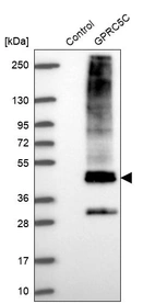 Western blot analysis in control (vector only transfected HEK293T lysate) and GPRC5C over-expression lysate (Co-expressed with a C-terminal myc-DDK tag (~3.1 kDa) in mammalian HEK293T cells, LY429581).