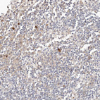 Immunohistochemical staining of human lymph node shows moderate to strong cytoplasmic positivity in non-germinal center cells.