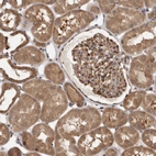 Immunohistochemical staining of human kidney shows strong cytoplasmic positivity in cells in tubules and cells in glomeruli.