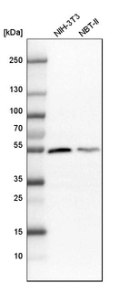 Western blot analysis in mouse cell line NIH-3T3 and rat cell line NBT-II.