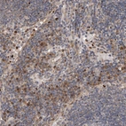 Immunohistochemical staining of human lymph node shows moderate cytoplasmic positivity in non - germinal center cells.