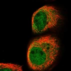 Immunofluorescent staining of human cell line A-431 shows localization to nucleoplasm & cytosol.
