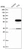 Anti-TTI2 Antibody