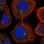 Immunofluorescent staining of human cell line A-431 shows localization to nucleoplasm, cytosol & centrosome.