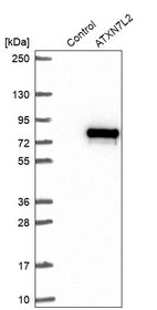 Western blot analysis in control (vector only transfected HEK293T lysate) and ATXN7L2 over-expression lysate (Co-expressed with a C-terminal myc-DDK tag (~3.1 kDa) in mammalian HEK293T cells, LY407058).