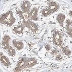 Anti-CAGE1 Antibody