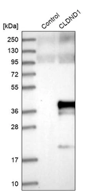 Western blot analysis in control (vector only transfected HEK293T lysate) and CLDND1 over-expression lysate (Co-expressed with a C-terminal myc-DDK tag (~3.1 kDa) in mammalian HEK293T cells, LY412679).