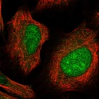 Immunofluorescent staining of human cell line U-2 OS shows localization to nucleus & nucleoli.