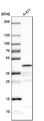 Western blot analysis in human cell line A-431.