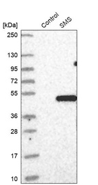 Western blot analysis in control (vector only transfected HEK293T lysate) and SMS over-expression lysate (Co-expressed with a C-terminal myc-DDK tag (~3.1 kDa) in mammalian HEK293T cells, LY417877).