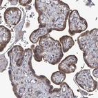 Immunohistochemical staining of human placenta shows strong cytoplasmic positivity in trophoblastic cells.