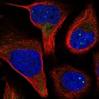 Immunofluorescent staining of human cell line U-2 OS shows localization to nuclear bodies.