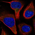 Immunofluorescent staining of human cell line U-2 OS shows localization to nuclear bodies.