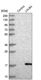 Western blot analysis in control (vector only transfected HEK293T lysate) and LALBA over-expression lysate (Co-expressed with a C-terminal myc-DDK tag (~3.1 kDa) in mammalian HEK293T cells, LY400829).