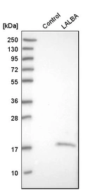 Western blot analysis in control (vector only transfected HEK293T lysate) and lALBA over-expression lysate (Co-expressed with a C-terminal myc-DDK tag (~3.1 kDa) in mammalian HEK293T cells, LY400829).
