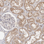 Immunohistochemical staining of human kidney shows moderate cytoplasmic positivity in cells in tubules.