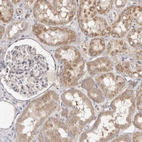 Immunohistochemical staining of human kidney shows moderate cytoplasmic positivity in cells in tubules.