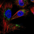 Immunofluorescent staining of human cell line U-251 MG shows positivity in cytoplasm & mitochondria.