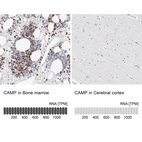 Anti-CAMP Antibody