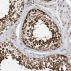 Immunohistochemical staining of human testis shows moderate to strong nuclear and nuclear membrane positivity in cells in seminiferous ducts.
