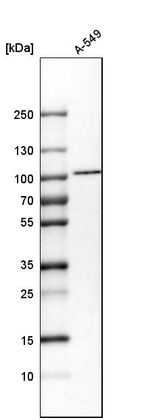 Western blot analysis in human cell line A-549.