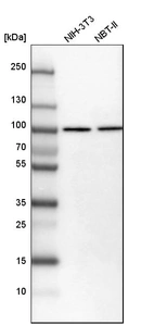 Western blot analysis in mouse cell line NIH-3T3 and rat cell line NBT-II.