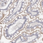 Immunohistochemical staining of human small intestine shows moderate granular cytoplasmic positivity in glandular cells.