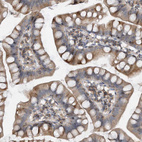 Immunohistochemical staining of human small intestine shows moderate cytoplasmic positivity in glandular cells.