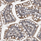 Immunohistochemical staining of human small intestine shows moderate cytoplasmic positivity in glandular cells.