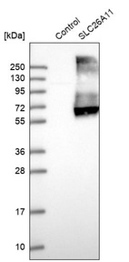 Anti-SLC26A11 Antibody