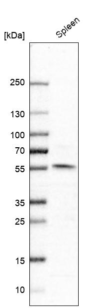 Anti-NPY1R Antibody