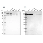 Anti-XPO5 Antibody