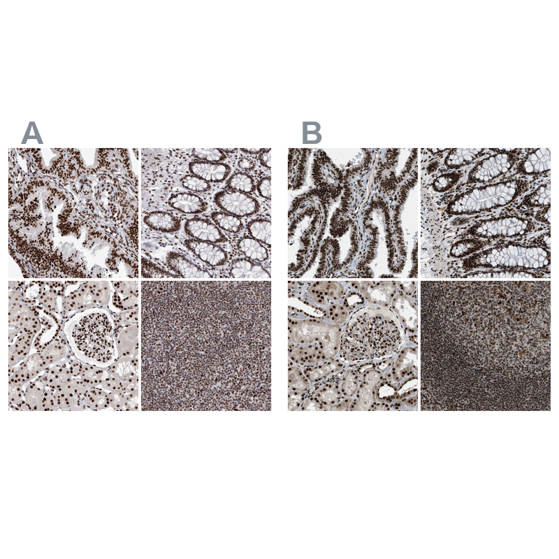 Anti-NUMA1 Antibody