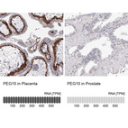 Anti-PEG10 Antibody