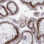Immunohistochemical staining of human placenta shows high expression.