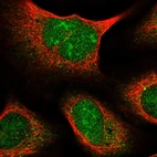 Immunofluorescent staining of human cell line U-2 OS shows localization to nucleoli & cytosol.