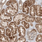 Anti-RUSC1 Antibody