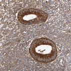 Immunohistochemical staining of human endometrium shows strong cytoplasmic positivity in glandular cells.