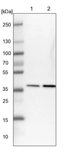 Lane 1: NIH-3T3 cell lysate (Mouse embryonic fibroblast cells)_br/_Lane 2: NBT-II cell lysate (Rat Wistar bladder tumour cells)
