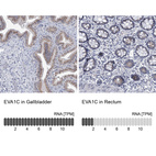 Anti-EVA1C Antibody