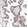 Anti-SASH1 Antibody