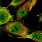 Immunofluorescent staining of human cell line U-251 MG shows localization to nucleoplasm & cytosol.