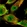 Anti-SASH1 Antibody