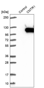 Western blot analysis in control (vector only transfected HEK293T lysate) and CMTR1 over-expression lysate (Co-expressed with a C-terminal myc-DDK tag (~3.1 kDa) in mammalian HEK293T cells, LY414851).